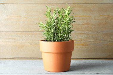 Gri ahşap masada biberiye bitkisi yetişiyor. Aromatik bitki