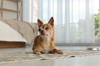 Kapalı alanda halı üstünde Chihuahua köpeği. Sevimli hayvan.