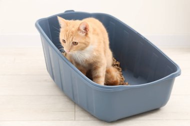 Yerdeki çöp tepsisindeki sevimli kızıl kedi.