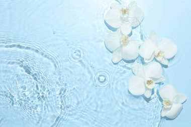 Açık mavi arkaplanda suda güzel orkide çiçekleri, düz bir zemin. Metin için boşluk