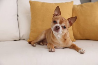 Şirin Chihuahua köpeği yumuşak kanepede uzanıyor.