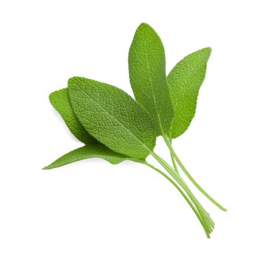 Taze yeşil adaçayı yaprakları beyaz, üst manzara izole