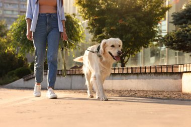 Sahibi, güneşli bir günde sevimli Golden Retriever köpeğiyle geziyor. Kapalı.