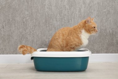 Yerdeki çöp tepsisindeki sevimli kızıl kedi.