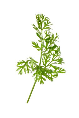 Bir yeşil havuç dalı beyaza izole edilmiş