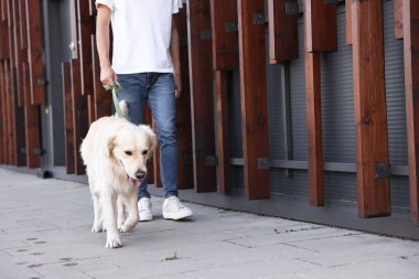 Sahibi sevimli Golden Retriever köpeğiyle geziyor, yakın plan. Metin için boşluk