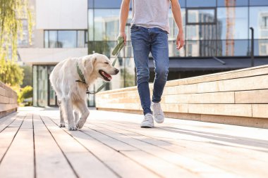 Sahibi, güneşli bir günde sevimli Golden Retriever köpeğiyle geziyor. Kapalı.