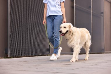 Sahibi sevimli Golden Retriever köpeğiyle geziyor, yakın plan. Metin için boşluk