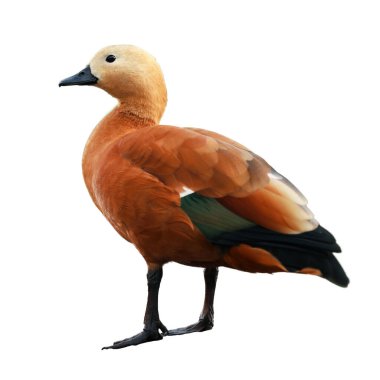 Beautiful ruddy shelduck on white background. Exotic bird clipart