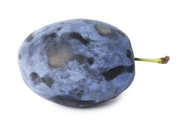 Beyaza izole edilmiş lezzetli bir erik. Taze meyve.