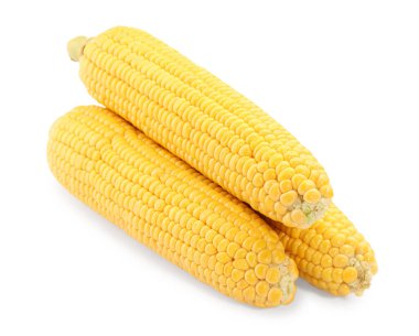Üç taze olgun mısır koçanı beyaza izole edilmiş.