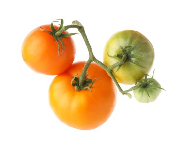 Olgun ve olgunlaşmamış domateslerle dolu bir dal.