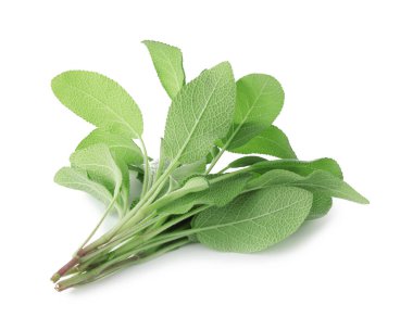 Beyaz üzerinde yeşil yapraklar olan adaçayı dalları