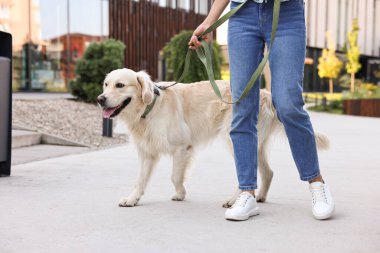 Sahibi sevimli Golden Retriever köpeğiyle geziyor, yakın plan.