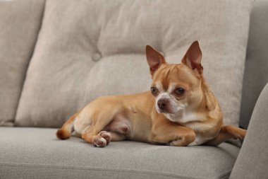 Yumuşak kanepede Chihuahua köpeği. Sevimli hayvan.