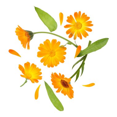 Calendula çiçekleri ve yaprakları beyaz arkaplanda