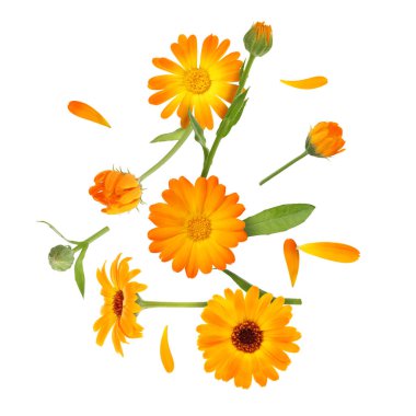 Calendula çiçekleri ve yaprakları beyaz arkaplanda