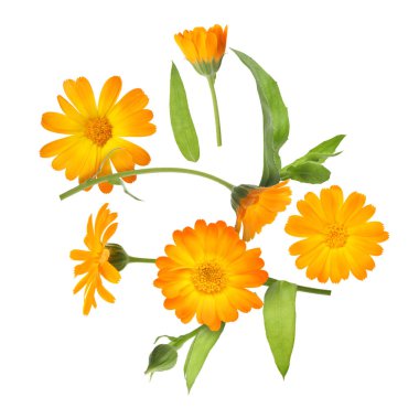 Calendula çiçekleri ve yaprakları beyaz arkaplanda