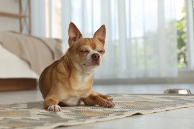 Şirin Chihuahua köpeği odada halıda uyuyor, mesaj atmak için yer var.