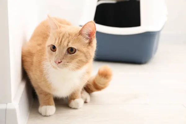 stock image Cute ginger cat near litter box on floor indoors