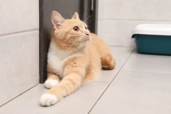 stock image Cute ginger cat lying near litter tray indoors