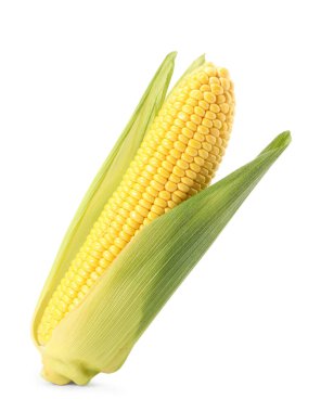 Beyaz kabuklu mısır koçanı.