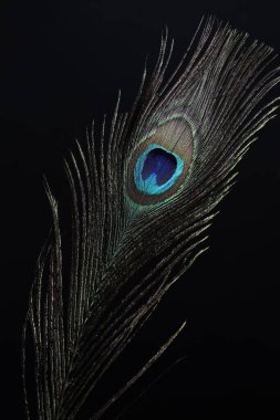 Siyah arka planda güzel bir tavus kuşu tüyü, yakın plan.