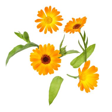Calendula çiçekleri ve yaprakları beyaz arkaplanda