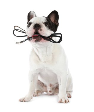 Beyaz arka planda ağzında tasma tutan sevimli Fransız Bulldog köpeği. Yürüyüş zamanı.