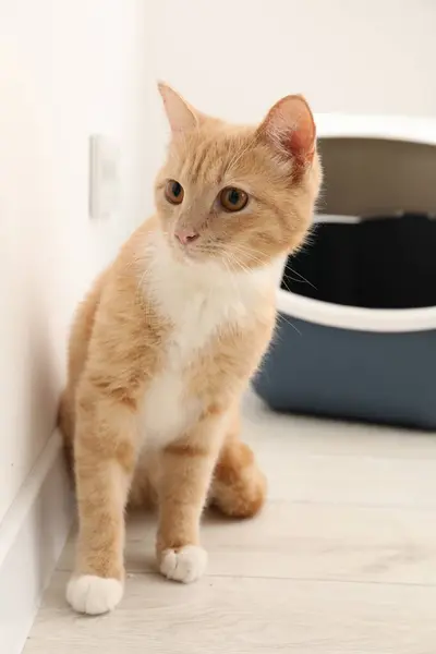 stock image Cute ginger cat near litter box on floor indoors