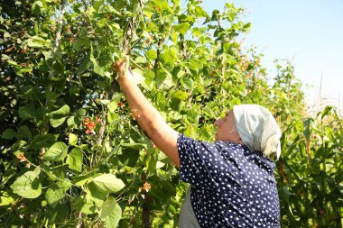 Kıdemli çiftçi taze bezelye kabuklarını topluyor.