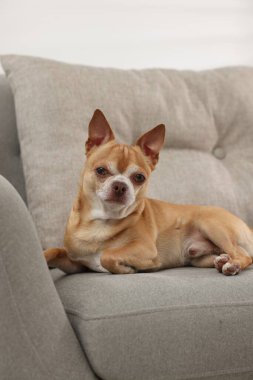 Yumuşak kanepede Chihuahua köpeği. Sevimli hayvan.