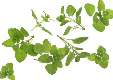 Beyaz arka planda taze kekik dalları