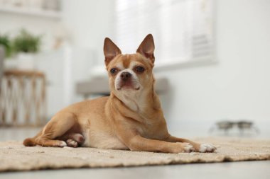 Kapalı alanda halı üstünde Chihuahua köpeği. Sevimli hayvan.