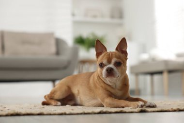 Kapalı alanda halı üstünde Chihuahua köpeği. Sevimli hayvan.