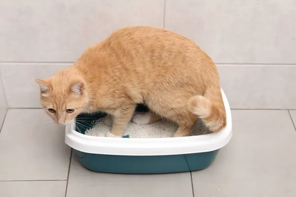 stock image Cute ginger cat in litter tray indoors