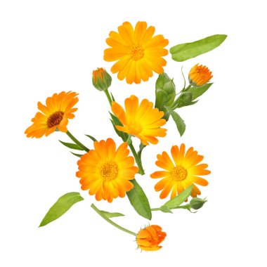Calendula çiçekleri ve yaprakları beyaz arkaplanda