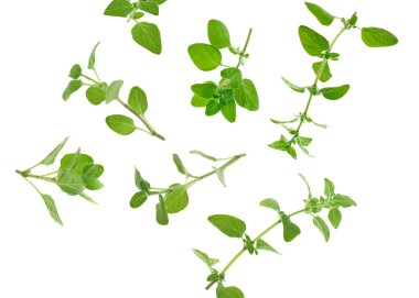 Beyaz arka planda taze kekik dalları