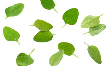 Beyaz arka planda taze kekik yaprakları