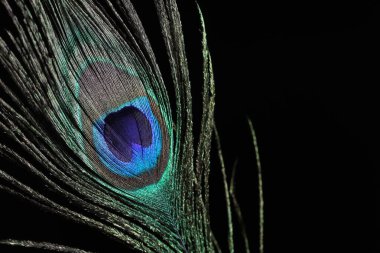 Siyah arka planda güzel bir tavus kuşu tüyü, yakın plan.