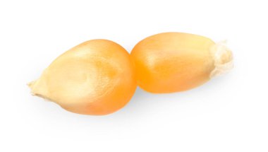 Taze olgun mısır taneleri beyaza izole edilmiş.