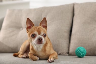 Koltukta oyuncağı olan şirin bir Chihuahua köpeği.