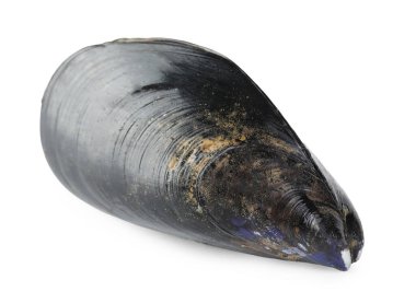 Bir çiğ midye beyaza izole edilmiş. Deniz yiyeceği