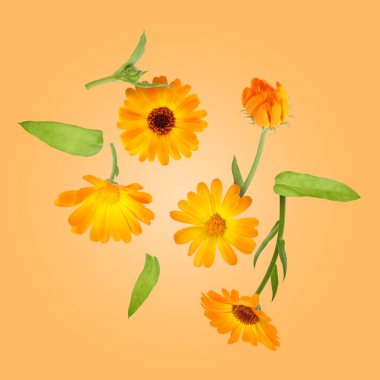 Calendula çiçekleri ve yaprakları turuncu arka planda