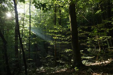 Ormanın güzel manzarası ve sabahları bir sürü ağaç.