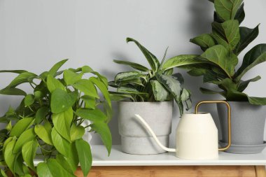 Sulama kabı ve güzel bitkiler beyaz masa içinde.