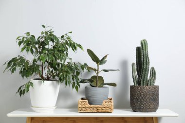 Sulama kabı ve güzel bitkiler beyaz masa içinde.