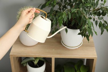 Bir kadın güzel bir saksıyı evin içinde tutuyor, yakın plan.