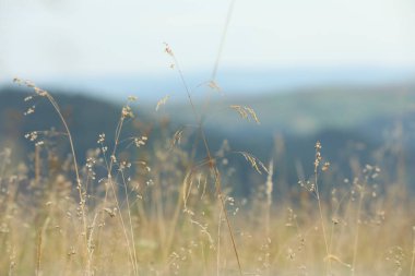 Yaz günü dağlarda büyüyen yeşil çimenler