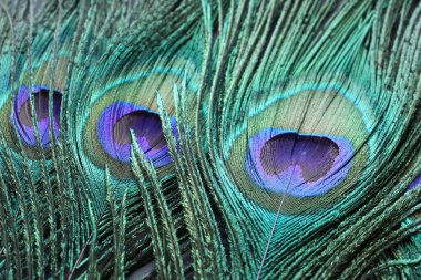 Arka plan olarak güzel parlak tavus kuşu tüyleri, yakın plan